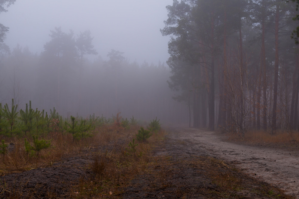 Фотографія Сумно та холодно стежкою в лісі ходить / Галанзовская Оксана / photographers.ua