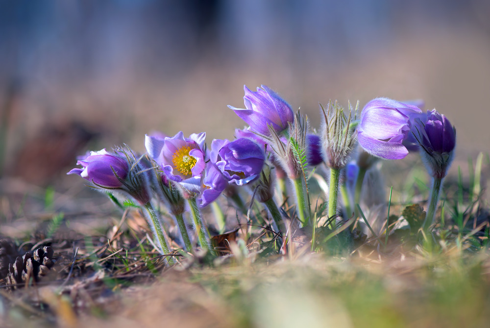 Фотографія Акварельная весна / Галанзовская Оксана / photographers.ua