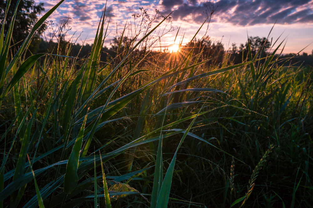 Фотографія Высокие травы / Галанзовская Оксана / photographers.ua