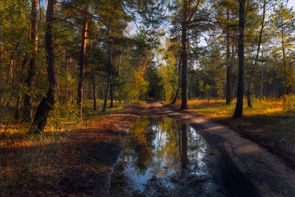 Фотографія Осенним ливнем лес умыт / Галанзовская Оксана / photographers.ua