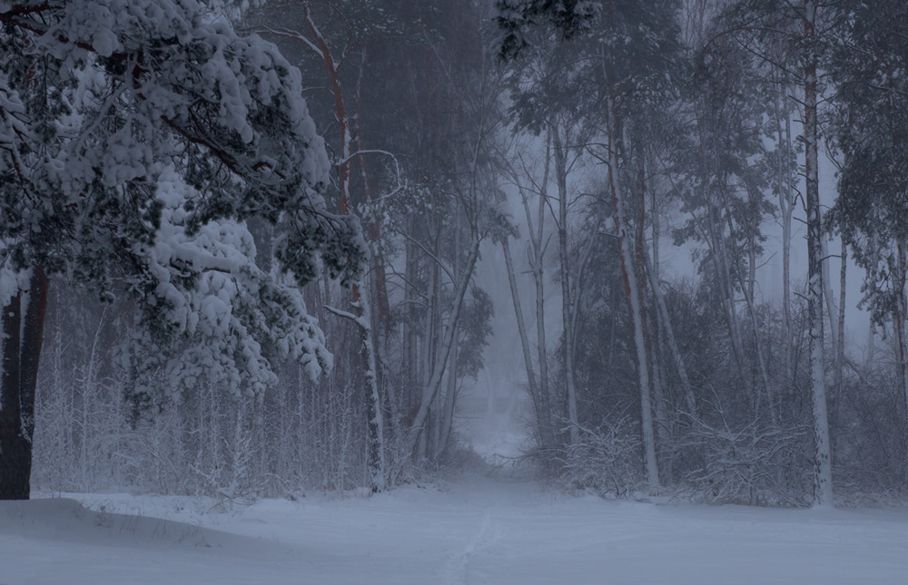 Фотографія День морозно-синий. Снег, как белый лист(Б. Бейнфест) / Галанзовская Оксана / photographers.ua