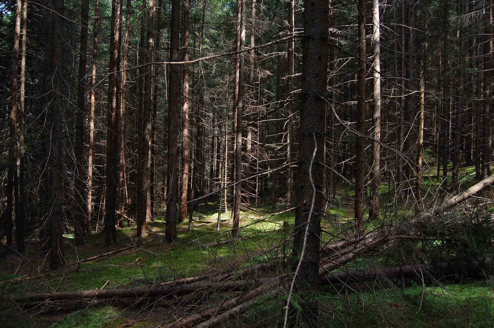 Фотографія Карпатский лес / Александр / photographers.ua