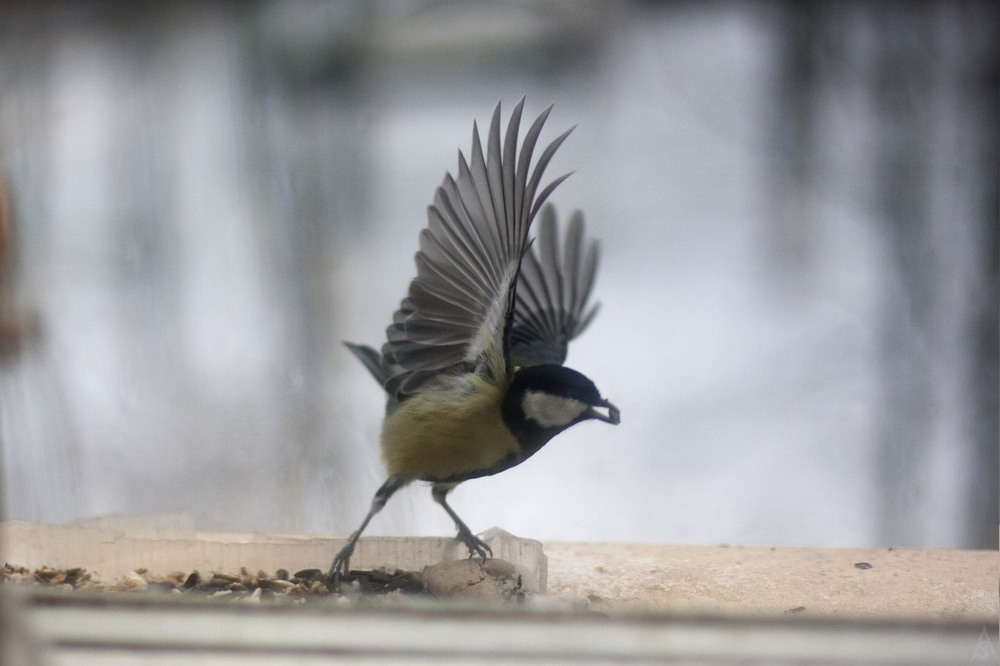 Фотографія Животные / Анастасия Северина / photographers.ua