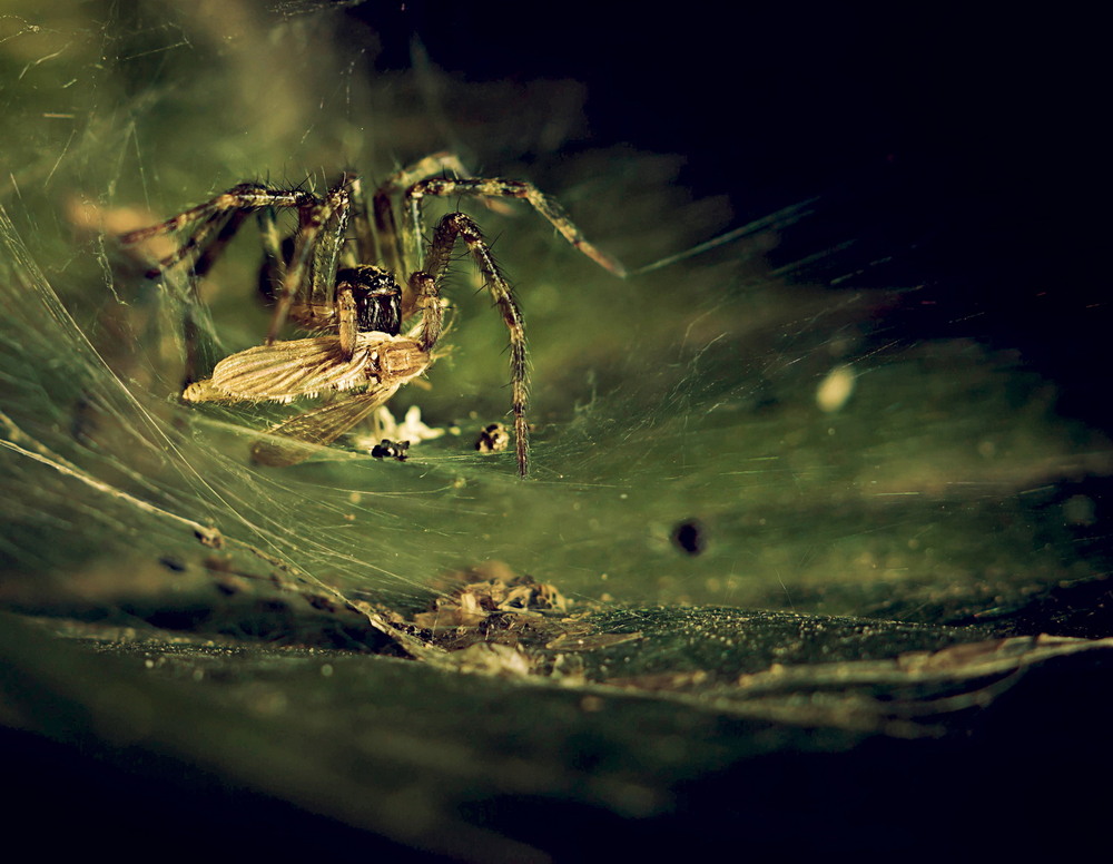 Фотографія Тот Мир, что мы не замечаем... / Ольга Кузик / photographers.ua