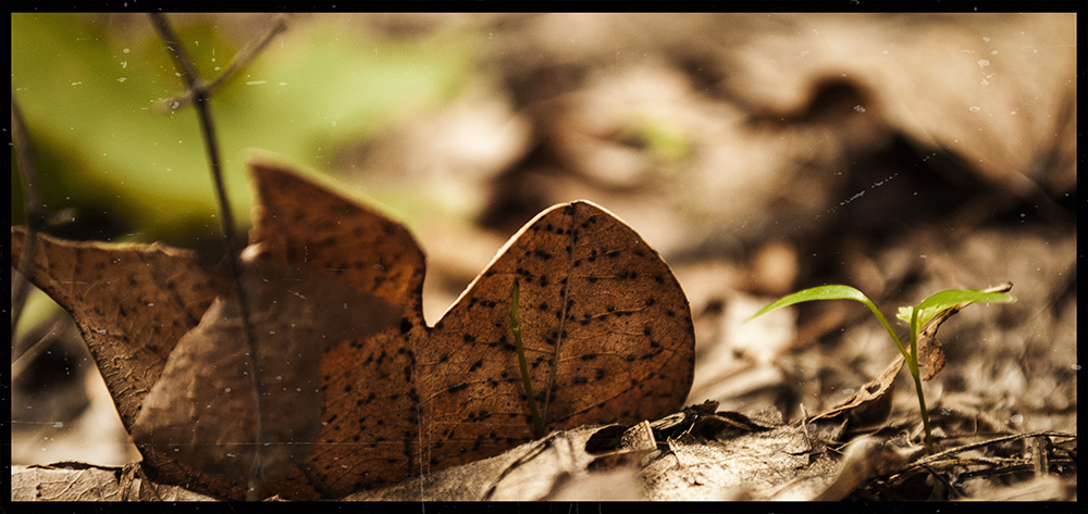 Фотографія Tак ярко летят, так быстро сгорают... / Storcheus Stas / photographers.ua