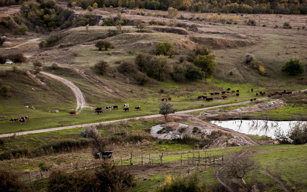 Фотографія Пора домой, девочки! / Storcheus Stas / photographers.ua