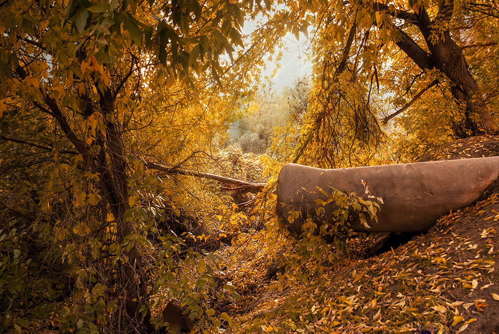 Фотографія Страна Чудес без тормозов © / Storcheus Stas / photographers.ua