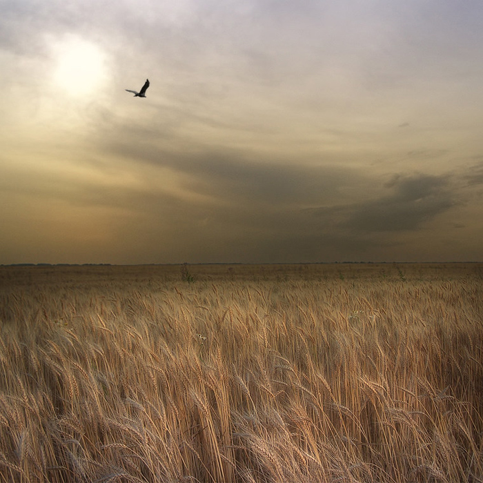 Фотографія полёт над пшеничным полем / Николай Титов / photographers.ua