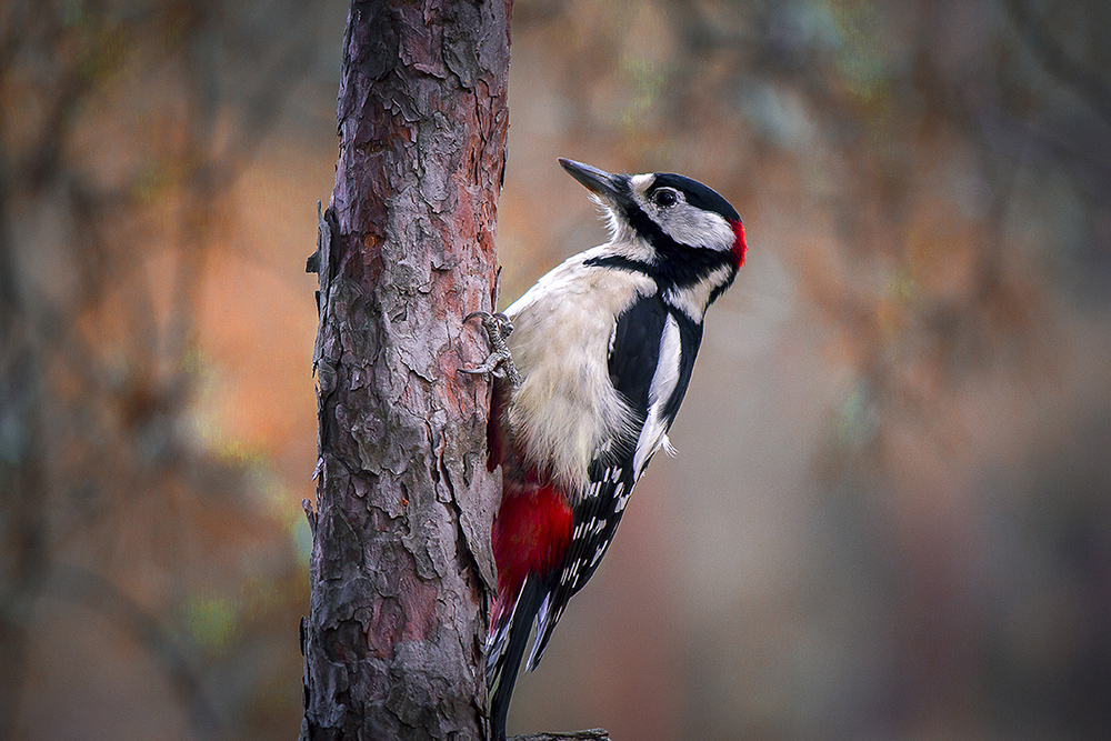 Фотографія Гламур / Николай Титов / photographers.ua