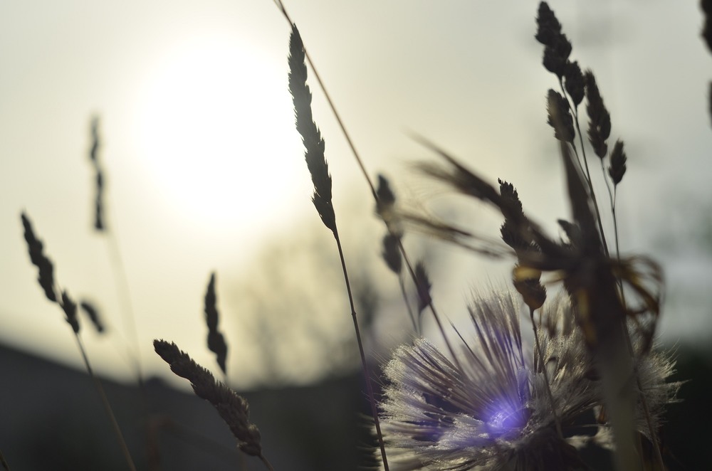 Фотографія *** / Юлия / photographers.ua