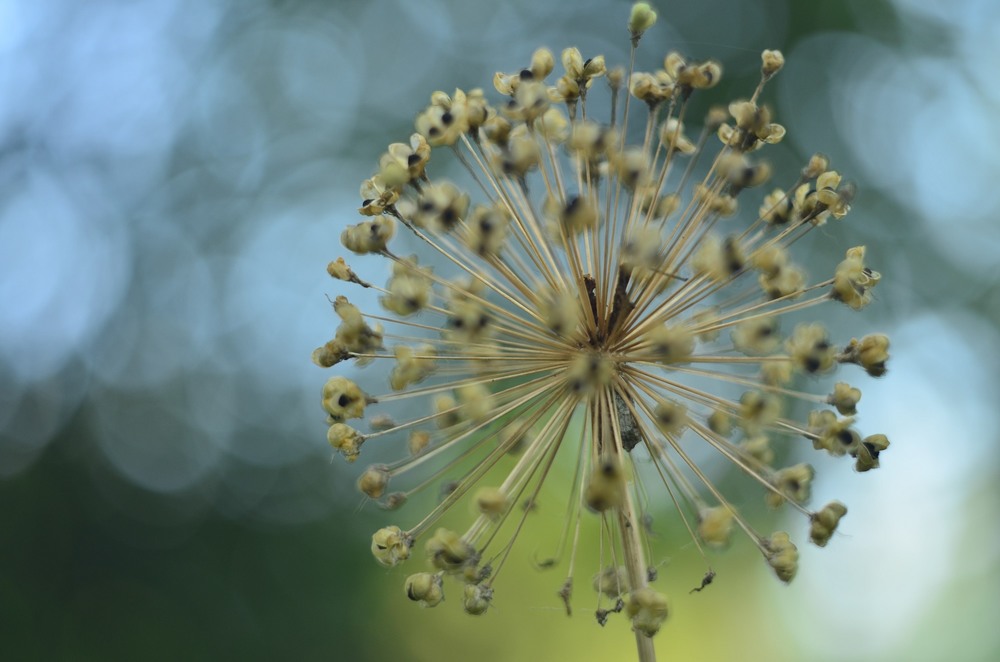 Фотографія Разное / Юлия / photographers.ua