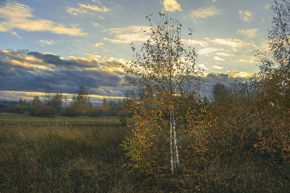 Фотографія Наприкінці дня наприкінці жовтня на узліссі на Поліссі - о. / Юрій Максименко / photographers.ua
