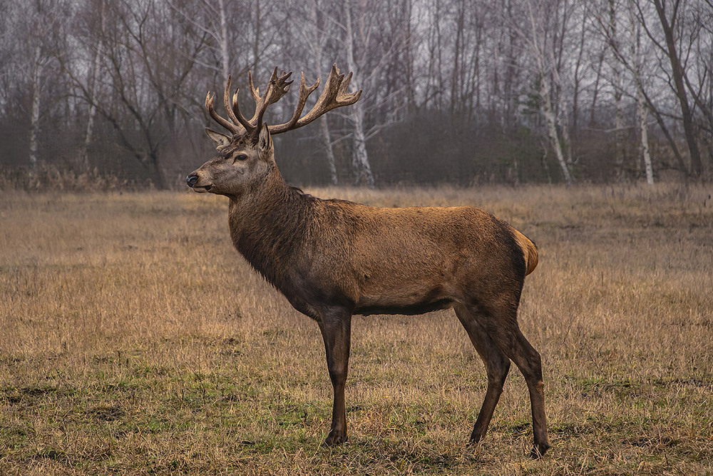 Фотографія Небриті і неголені... / Юрій Максименко / photographers.ua