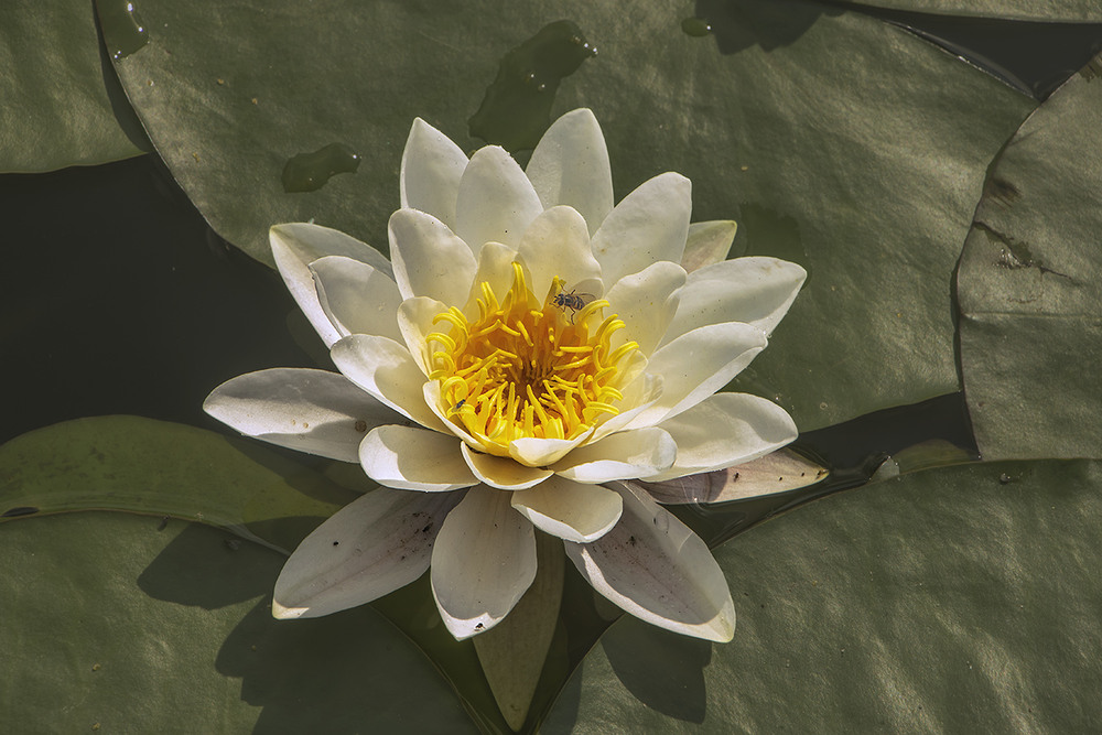 Фотографія Гарні квіточки до вподоби і людям, і комахам. / Юрій Максименко / photographers.ua