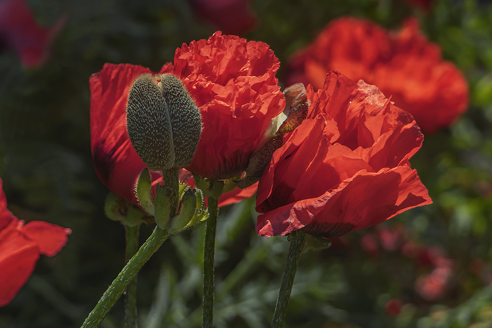 Фотографія Маки запалали. / Юрій Максименко / photographers.ua