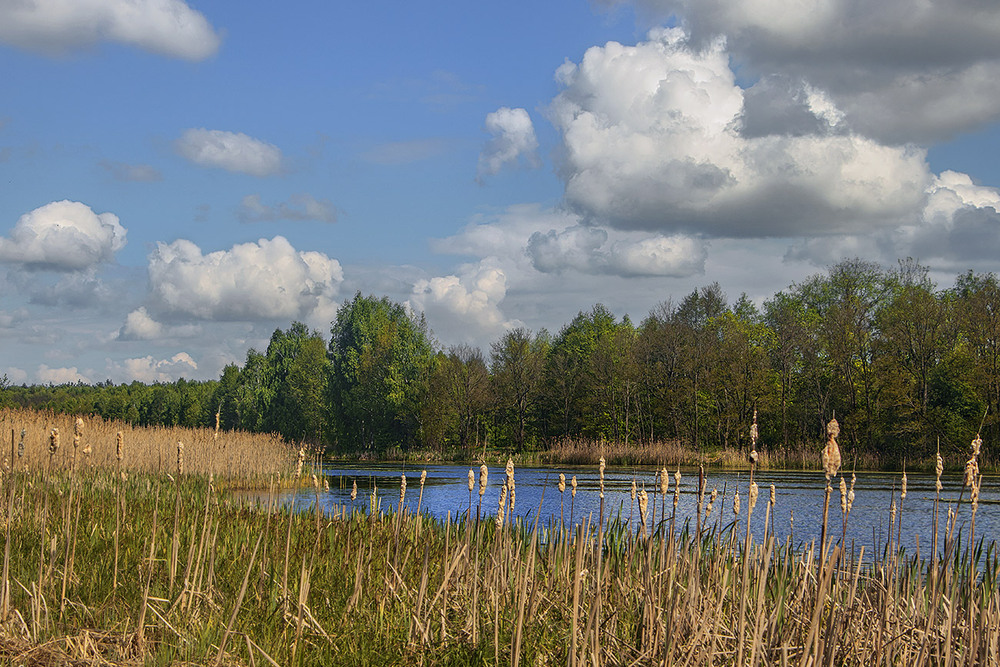 Фотографія Білі хмарки прилетіли на тлі старої рогози, очерету і веселого весняного лісу з розпустою бруньок. / Юрій Максименко / photographers.ua