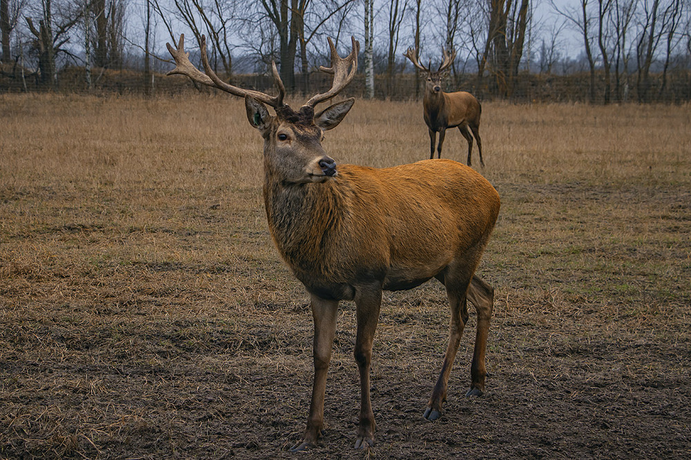 Фотографія Дивні створіння - у них з мізків стирчить коріння. / Юрій Максименко / photographers.ua