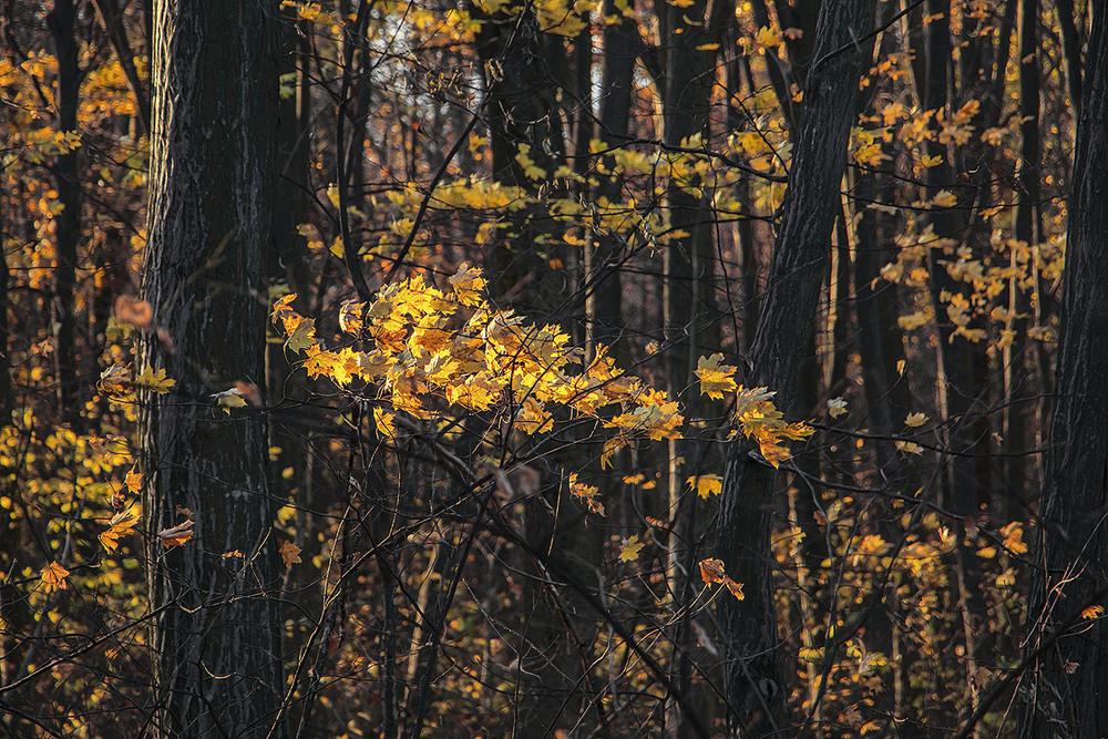 Фотографія І знов вечірнє, золоте, прозоре листя розмітає. / Юрій Максименко / photographers.ua