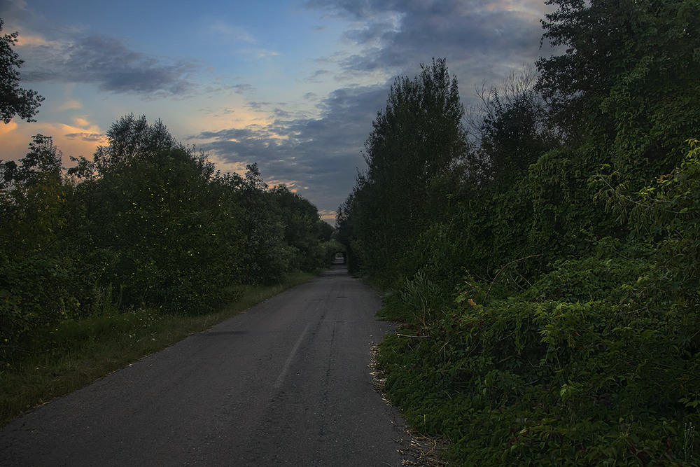 Фотографія Дикі чагарі й ліс відвойовують простір для проживання від нічної дороги до порталу часу. / Юрій Максименко / photographers.ua