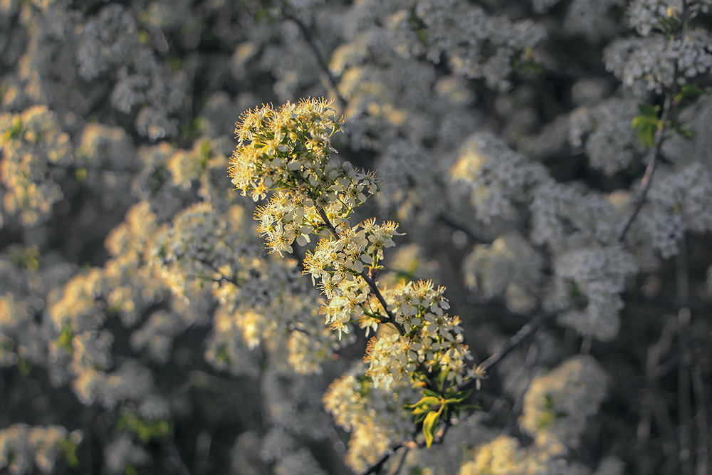 Фотографія Всюди буйно квітне черемшина, мов до шлюбу вбралася калина, вівчаря в садочку, в тихому куточку ... / Юрій Максименко / photographers.ua
