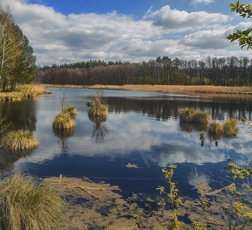 Фотографія Квітневе озеро посеред лісу заболочується потихеньку. Ряска є – будуть і жаби. / Юрій Максименко / photographers.ua