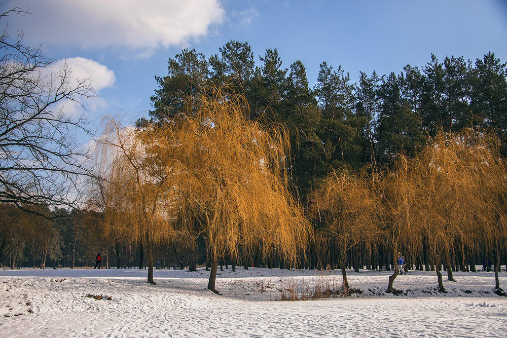 Фотографія Жовта зима - буває! / Юрій Максименко / photographers.ua