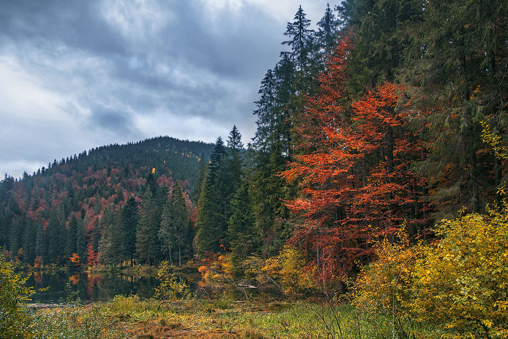 Фотографія Осінь триває, триває, триває і триває коли дощик накрапАє. Небо набурмосилося, та сонечко проглядає / Юрій Максименко / photographers.ua