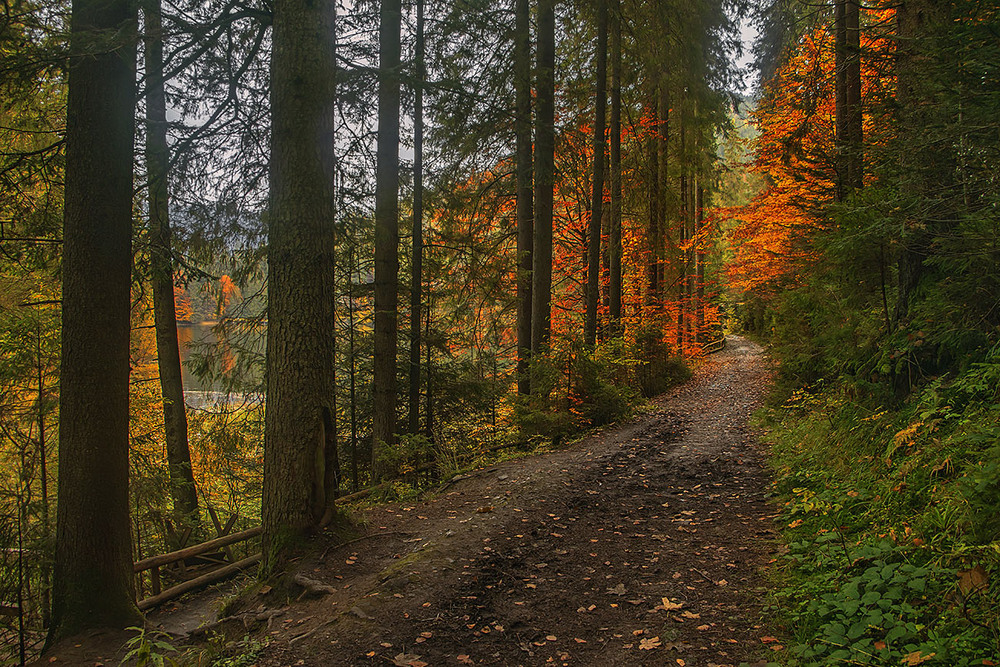 Фотографія Із пустого осіннього неба крапають сльози радості і вмивають тута все навкруги. Чого б це? / Юрій Максименко / photographers.ua