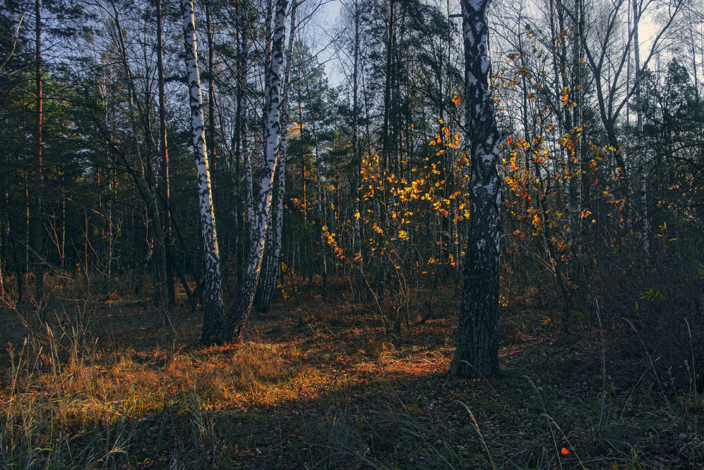 Фотографія А зранку - ще веселіше в лісі, бо не все листя поопадало, - от воно й засвітилося на сонці було. / Юрій Максименко / photographers.ua