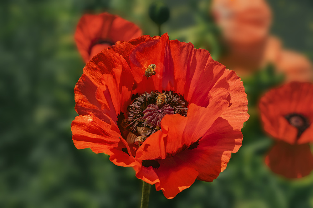 Фотографія Д-з-з-з-з-з-з!!! / Юрій Максименко / photographers.ua