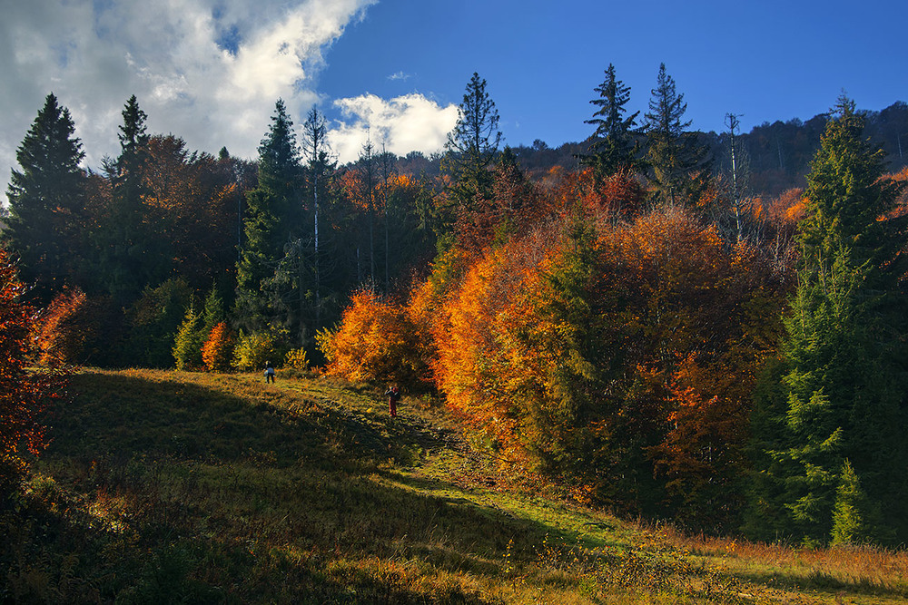 Фотографія Сонце звелося і радісно світить на червоні карпатські ліси. / Юрій Максименко / photographers.ua