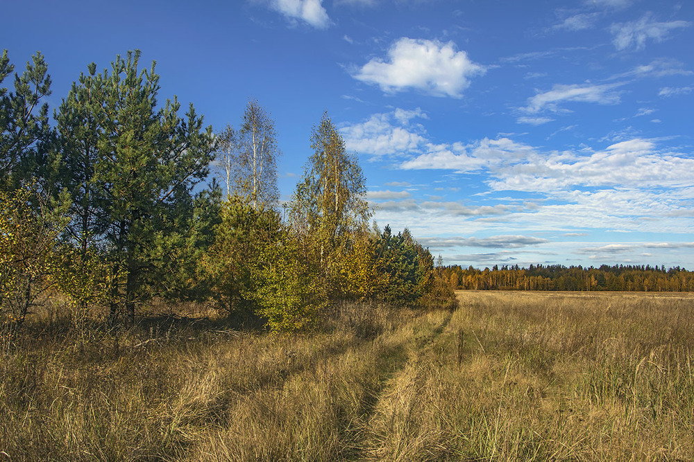 Фотографія Дорога повз узлісся і поля сросто в жовтень пролягла. / Юрій Максименко / photographers.ua
