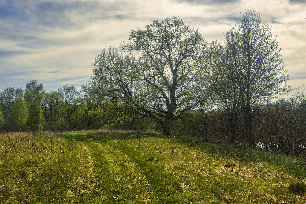 Фотографія Теплий квітневий вечір опускається на оббрунькований ліс і твердий ґрунт під ногами. / Юрій Максименко / photographers.ua
