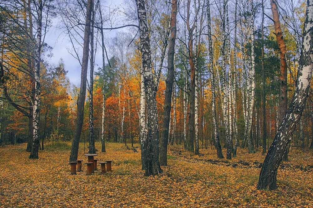 Фотографія Дощик крапає дрібненький із сумного неба, та ось крізь гілля глипнуло сонечко, і - все засвітилося. / Юрій Максименко / photographers.ua