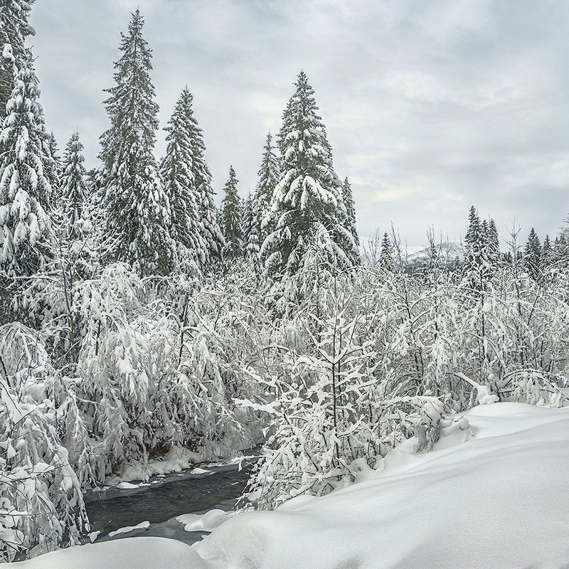 Фотографія Снігу, свіжого снігу, зранку буває так багато, що гілля гнеться, аж до кучугур тулиться. / Юрій Максименко / photographers.ua