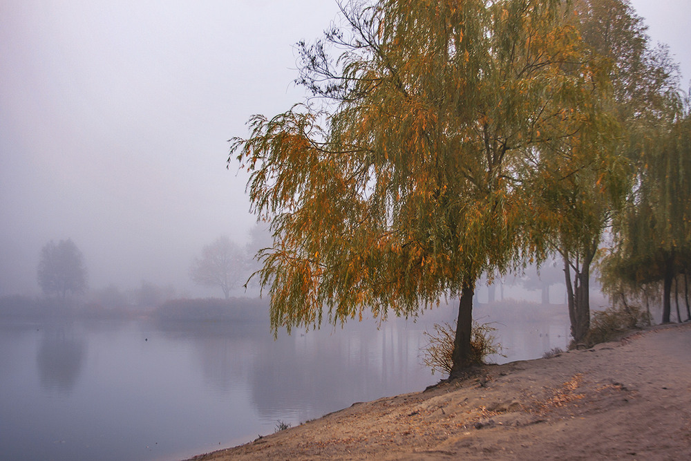 Фотографія Осінній ранок біля води якось таким був: вогким і нерухомим. / Юрій Максименко / photographers.ua