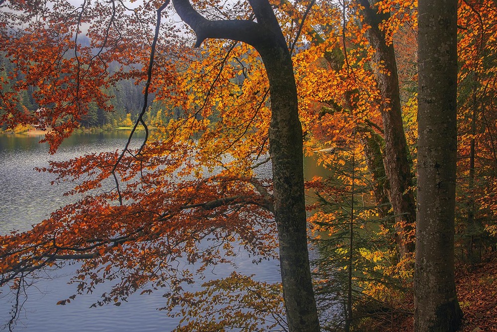 Фотографія На бЕрезі стОю: мжичка сиплеться із сумного неба, та листочки все 'дно - радісно світяться. / Юрій Максименко / photographers.ua