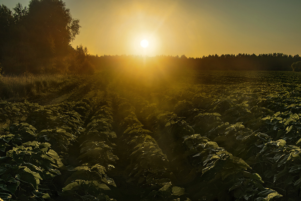 Фотографія Проти ночі сонце предобряче немилосердно світить просто в очі. А листочки - радісно світяться! / Юрій Максименко / photographers.ua