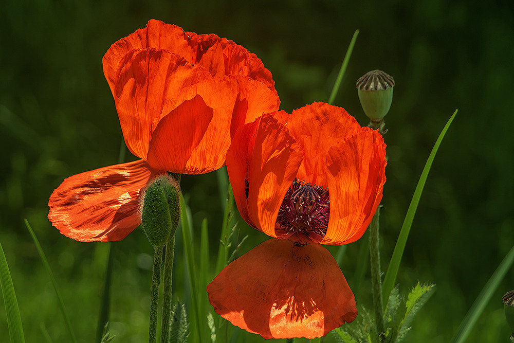 Фотографія Маки відцвітають, опускають пелюстки, світяться на сонці і дарують продовження життя. / Юрій Максименко / photographers.ua