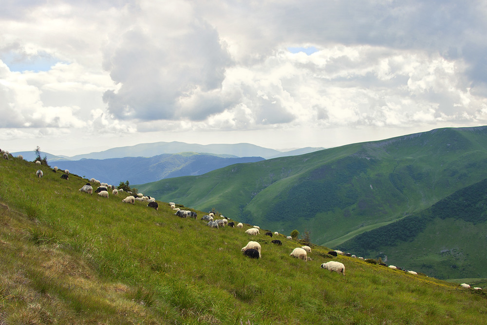 Фотографія Сонце заступили хмари, і вівцям стало приємніше споживати харч - прохолодніше! / Юрій Максименко / photographers.ua