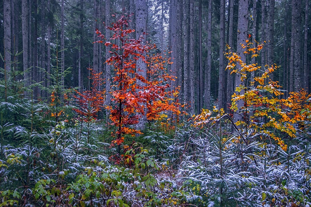 Фотографія Зими стають  все кольоровішими.  Осьо - ціла пожежа посеред лісу  трапилася на снігу. / Юрій Максименко / photographers.ua