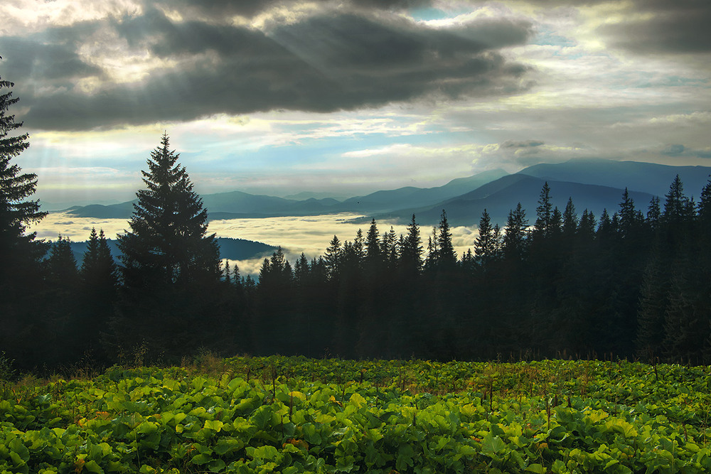 Фотографія Там десь за хмарАми, де сонечко сяє, там моя голубка з жалю завмирає в туманному спросонку. / Юрій Максименко / photographers.ua