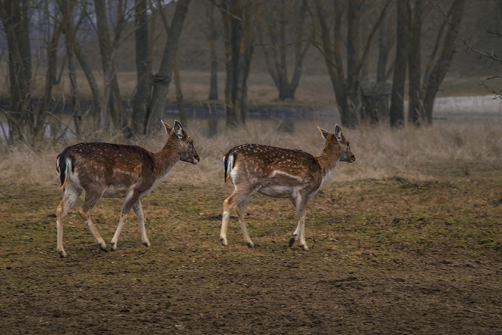 Фотографія Через поле, черег гай ходить хлопчик Погуляй. І не один. / Юрій Максименко / photographers.ua