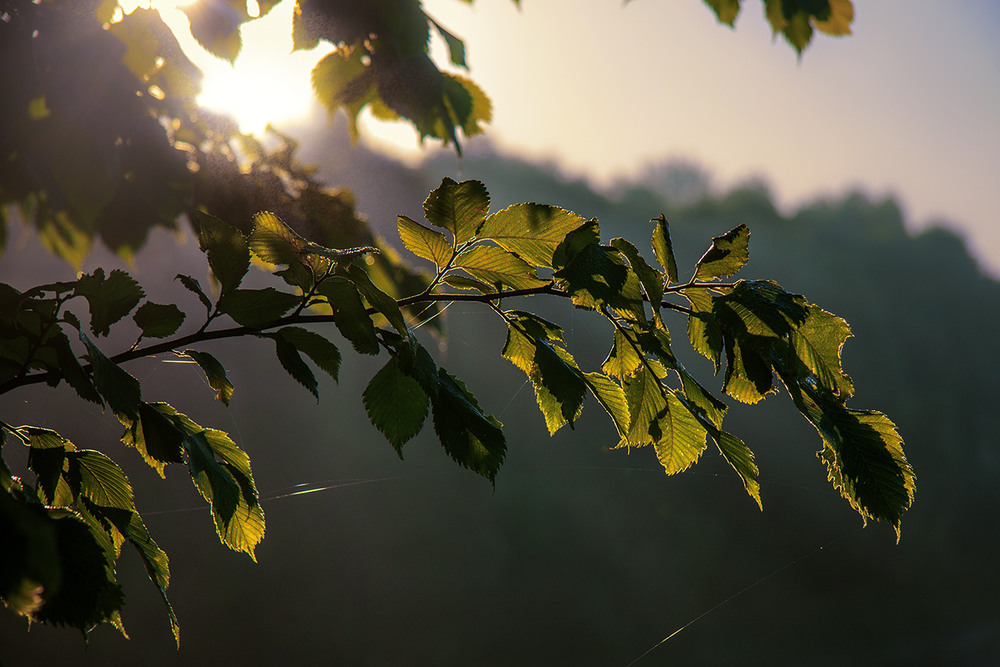 Фотографія На світанні листя засвітилося особливо якось - еге ж? Це і є світлина. / Юрій Максименко / photographers.ua