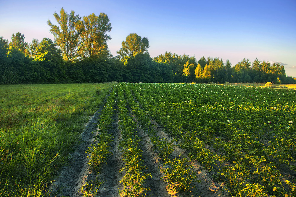 Фотографія - Де були? - Були на сЕлі! / Юрій Максименко / photographers.ua