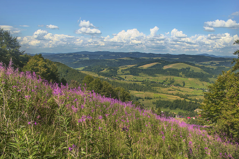 Фотографія Дивовижні бузкові квіти - є, білі хмари - є, зелені й смарагдові схили - є, а людей пішки - нема. / Юрій Максименко / photographers.ua