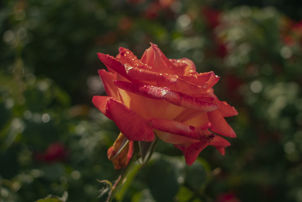 Фотографія Макро / Юрій Максименко / photographers.ua