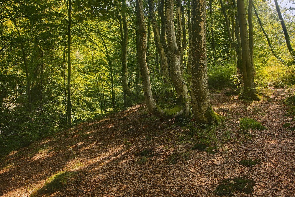 Фотографія Навіть в спеку в буковому лісі панує приємна прохолода. Стовбури утворюють скульптурну групу тута. / Юрій Максименко / photographers.ua