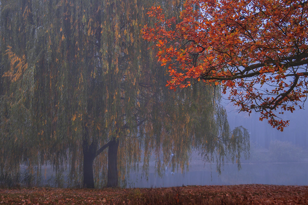 Фотографія Осіннячко рябе в непорушному тумані зранку: верба плаче, а дуб - сміється. / Юрій Максименко / photographers.ua