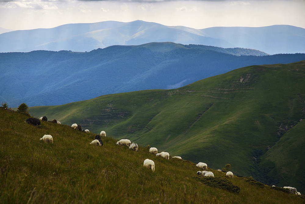 Фотографія Інколи в житті  трапляються  кольорові гори і спокійні вівці. / Юрій Максименко / photographers.ua